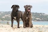 CANE CORSO 632